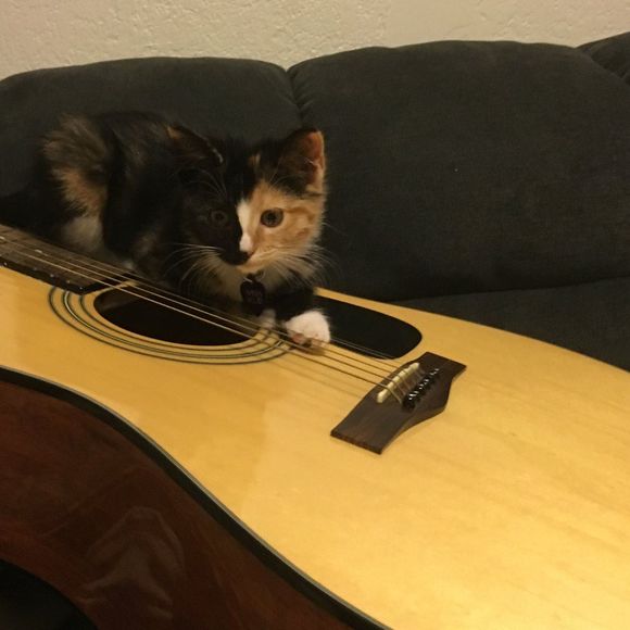purrpee
